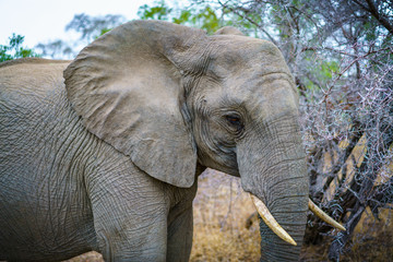 Obraz premium elephant in kruger national park, mpumalanga, south africa 41