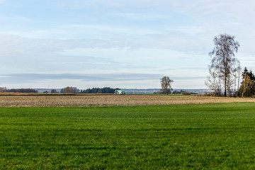 Fototapeta na wymiar Late autumn. Green meadows for cows and fields separated by boundary furrows. Forest and tree in the background. Dairy farm. Podlasie, Poland.