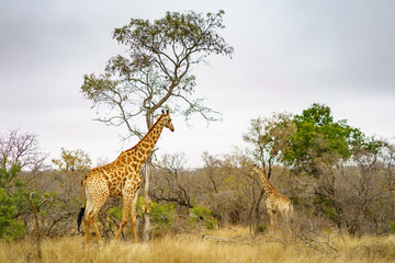 giraffes in kruger national park, mpumalanga, south africa 13
