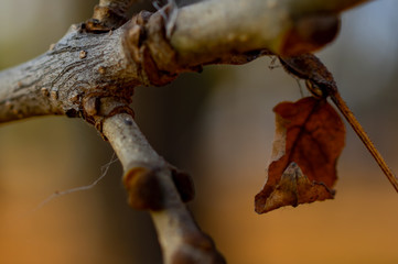 A single dry leaf hanging on a branch in the Park