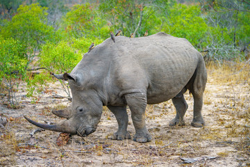 Fototapeta premium white rhino in kruger national park, mpumalanga, south africa 4