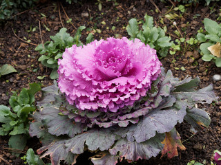 Brassica oleracea acephala | Chou d'ornement ou chou décoratif au feuillage extérieur vert, frangé et ondulé, au feuillage intérieur coloré de rose 