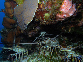 Caribbean Spiny Lobster (Panulirus argus)