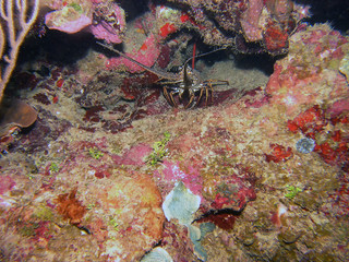 Caribbean Spiny Lobster (Panulirus argus)