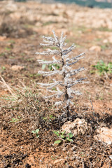 Typical Sicilian vegetation
