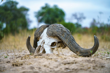 skull of african buffalo in kruger national park, mpumalanga, south africa 4