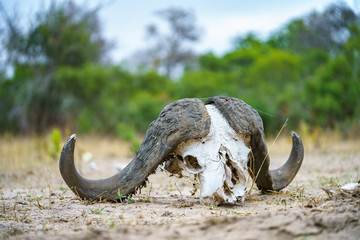 Fototapeta premium skull of african buffalo in kruger national park, mpumalanga, south africa 7
