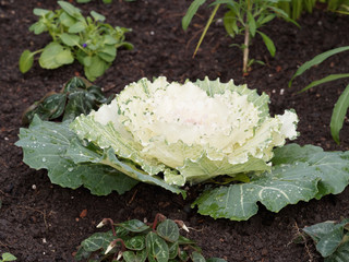 Brassica oleracea acephala | Chou d'ornement ou chou décoratif au feuillage extérieur vert,...
