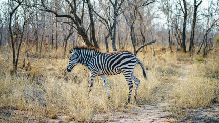 Fototapeta na wymiar zebras in kruger national park, mpumalanga, south africa 11