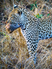 leopard with a mongoose as his prey in kruger national park, mpumalanga, south africa 6