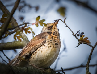 Drossel im Baum