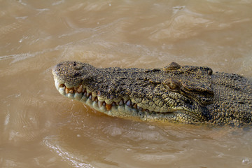  crocodiles in northern australian territory