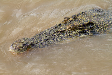 Obraz premium crocodiles in northern australian territory