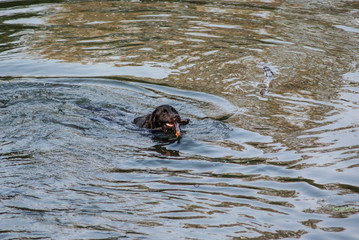 Fototapeta premium Dog