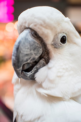 Parrot
