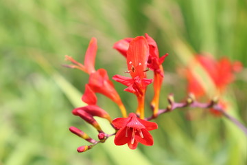 red flower