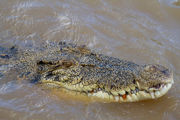  crocodiles in northern australian territory