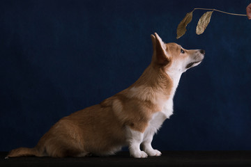 A small red dog of the Welsh Corgi Pembroke breed sits on a blue background and looks at the leaf