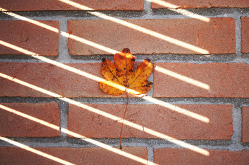 bricks and trowel