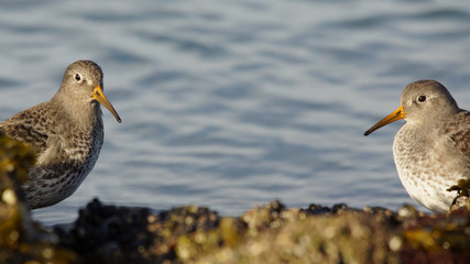 Purple Sandpiper