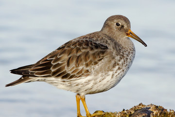 Purple Sandpiper