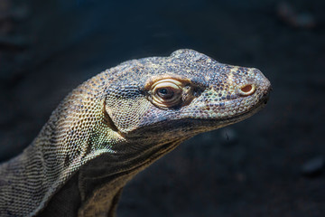 Head of Komodo dragon at dark background, Budapest zoo Hungary