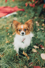 The cute dog with white brown hair is in the autumn covered with orange leaves of the park. Papillon Butterfly Dog