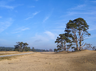 Sand dunes with isolated pine trees in the National Park Hoge Veluwe, province of Gelderland, Netherlands. Beautiful winter landscape, sunny morning