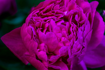 Obraz premium closeup of pink flower