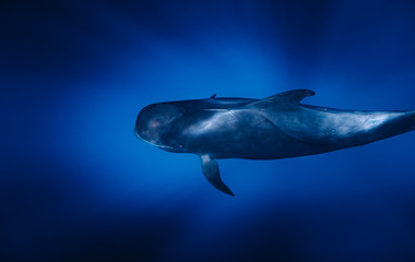 Ballena en el océano Atlántico 