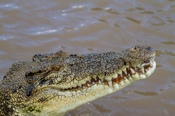  crocodiles in northern australian territory
