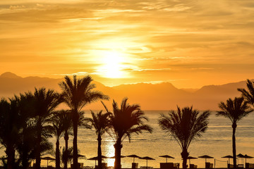 Sunset and palm trees in Taba, Egypt.