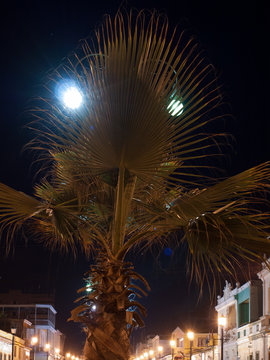 Jaiva looking palmera, Iquique, Chile