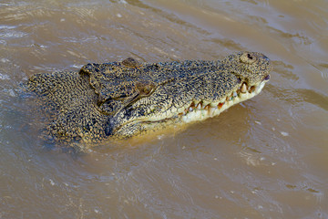  crocodiles in northern australian territory