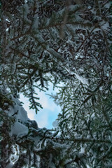 Tannenzweige von unten