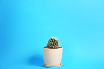 Beautiful cactus (Echinocactus grusonii) on light blue background