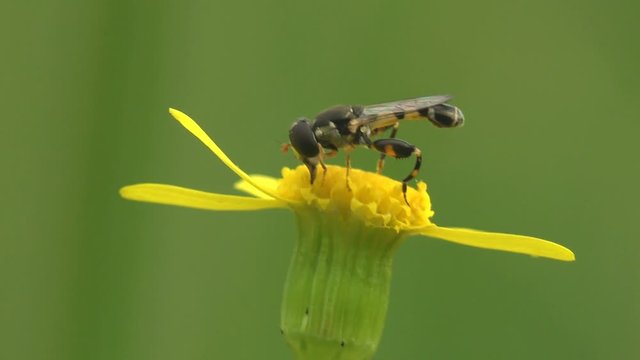 Hermetia illucens, black soldier fly, family Stratiomyidae collects nectar on yellow wildflower that staggers in summer wind. Macro view insect