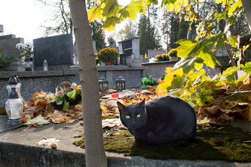 Black cat in the cemetery. All Saints Day in Poland.