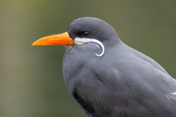 Side Profile Portrait of a Inca Tern