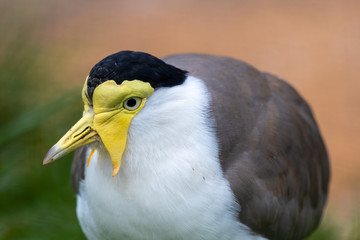 Close up of a Masked Lapwing