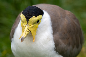 Close up of a Masked Lapwing