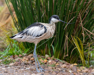 Pied Avocet Standing on the Ground