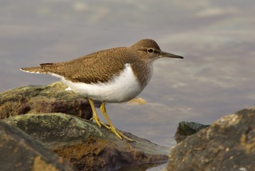 Actitis hypoleucos