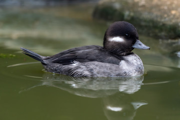Female Bufflehead Duck Floating on Water