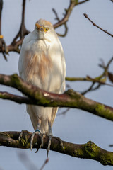 Cattle Egret Perched in a Tree