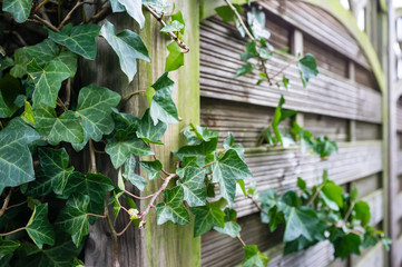 Evergreen shrub of common ivy (Hedera helix) curls over a fence.