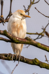Cattle Egret Perched in a Tree