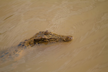  crocodiles in northern australian territory