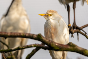 Cattle Egret Perched in a Tree