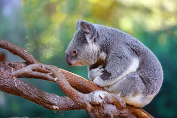 A koala on a eucalyptus gum tree in Australia